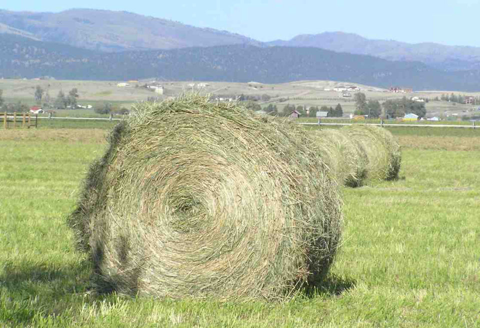 Profumo di fieno