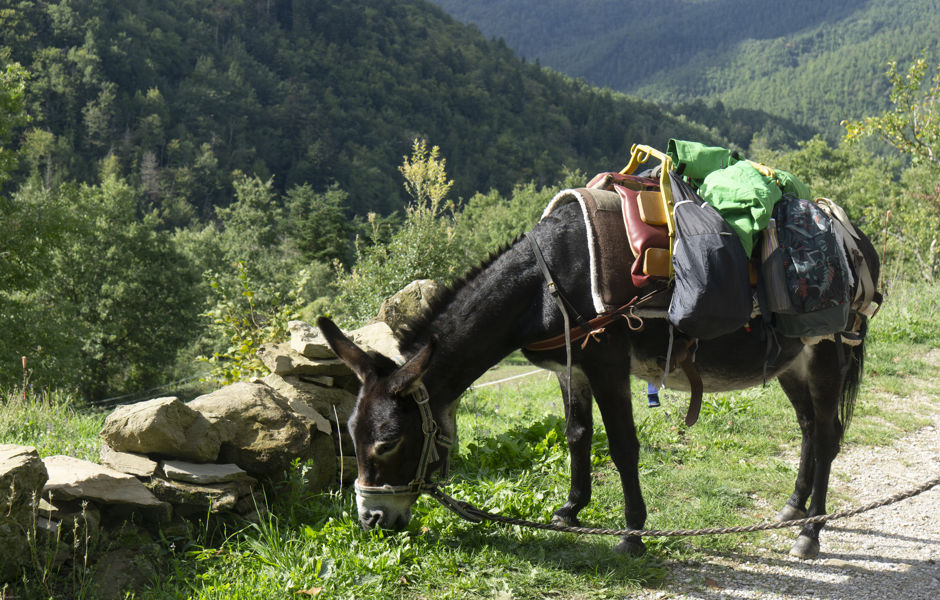 Asini, mugnai e poeti 2-4.10