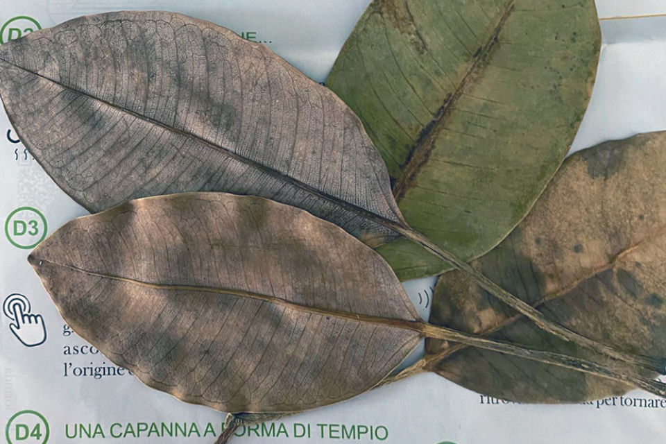 Le cartoline di foglia di ficus a Donnafugata e un ricordo di Ginny