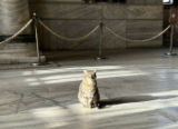 Due dei simboli di Istanbul insieme: un gatto si gode i primi raggi di sole sui pavimenti marmorei di Santa Sofia