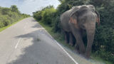 Elefante nelle vicinanze del Parco Nazionale di Yala